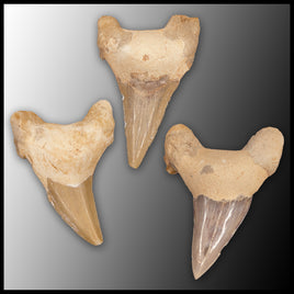 Fossil Shark Tooth 2"