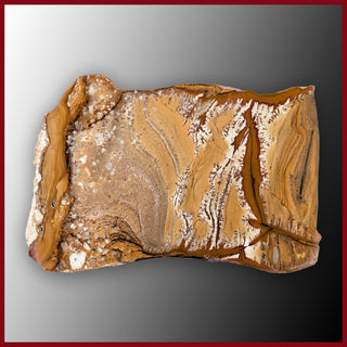 OWY101tr Owyhee Picture Jasper Specimen