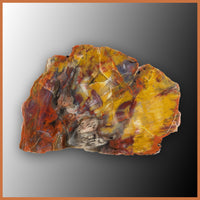 PET251 Arizona Petrified Wood Specimen