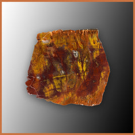 PET252 Arizona Petrified Wood Specimen