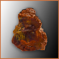 PET255 Arizona Petrified Wood Polished Slab