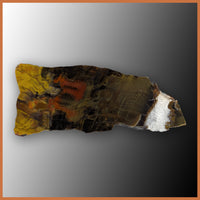 PET258 Arizona Petrified Wood Polished Slab