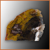 PET259 Arizona Petrified Wood Polished Slab