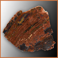 PET261 Arizona Petrified Wood Polished Slab