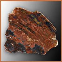 PET262 Arizona Petrified Wood Polished Slab