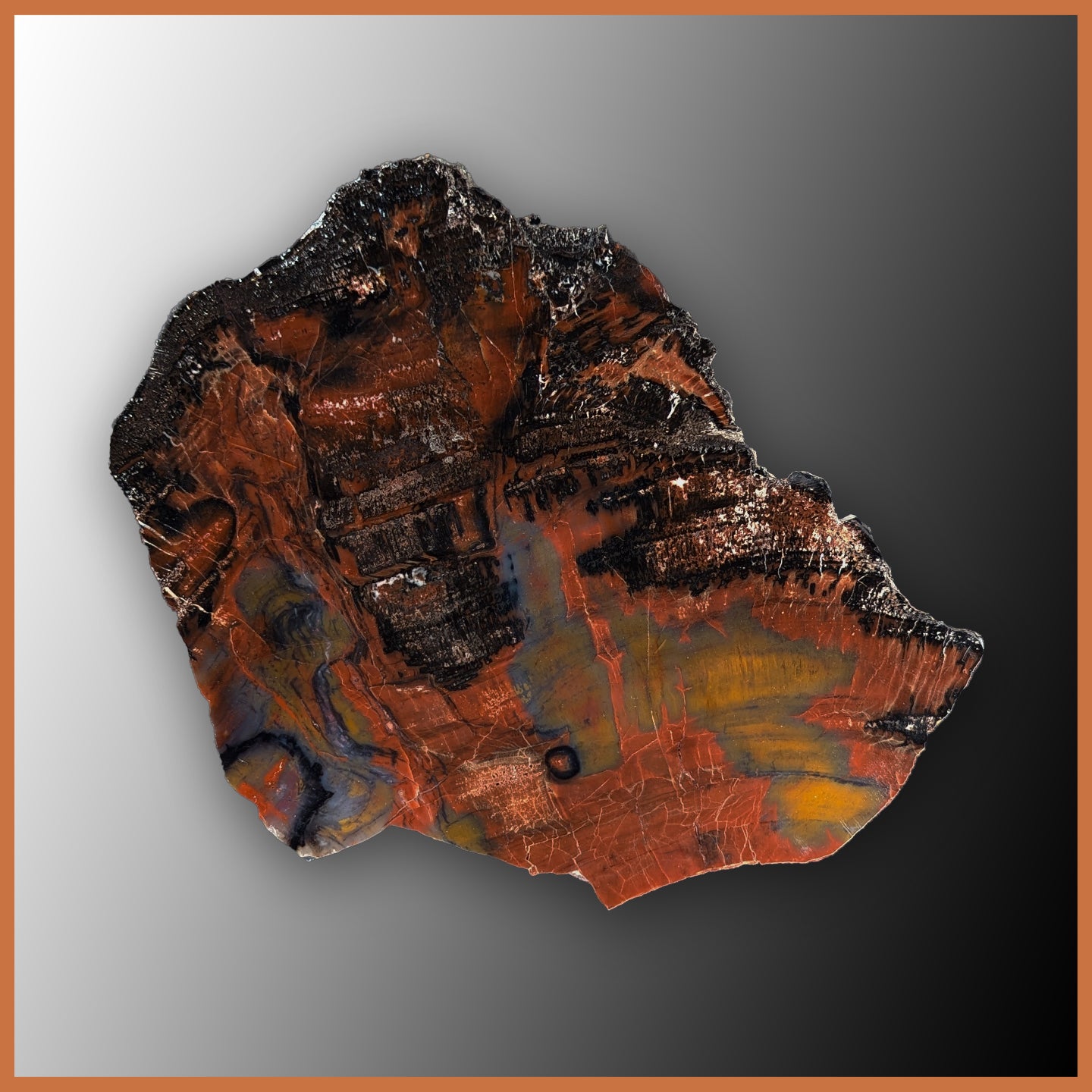 PET263 Arizona Petrified Wood Polished Slab| The Gem Shop, Inc.