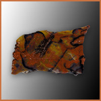 PET264 Arizona Petrified Wood Polished Slab