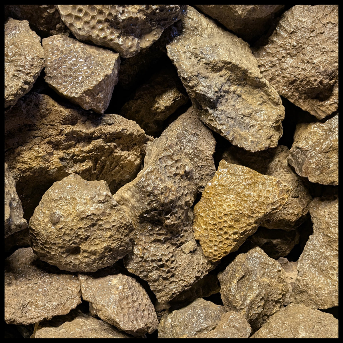 Petoskey Stones, Rough Rock, per lb| The Gem Shop, Inc.