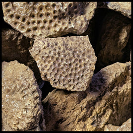 Petoskey Stones, Rough Rock, per lb