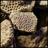 Petoskey Stones, Rough Rock, per lb