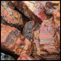 Petrified Wood, Arizona Select, Rough Rock, per lb