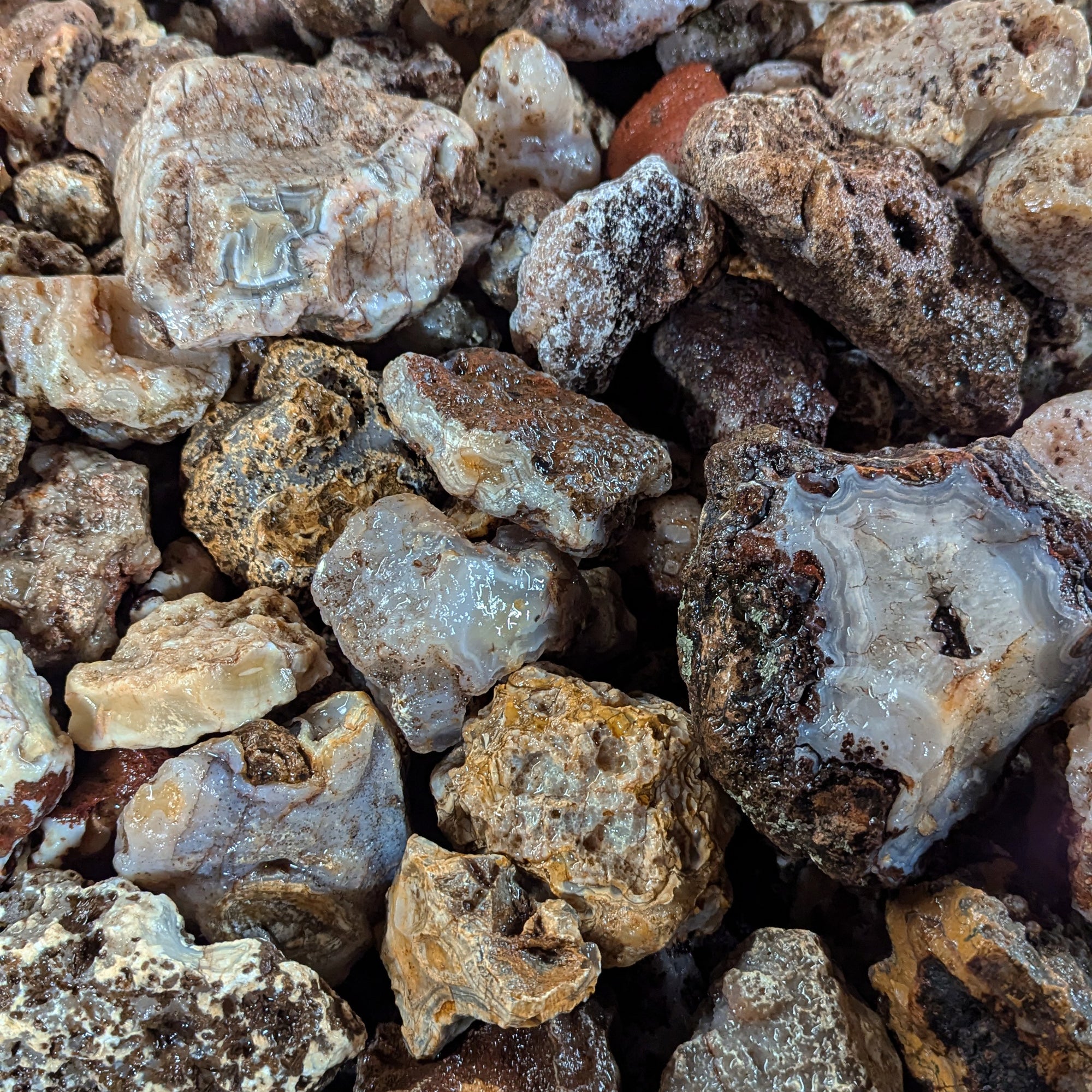 Picacho Agate, Rough Rock, per lb| The Gem Shop, Inc.