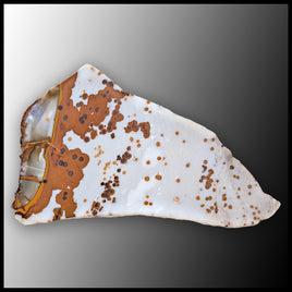 POD106tr Polka Dot Agate Slab