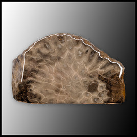 PSK101 Petoskey Stone Standup