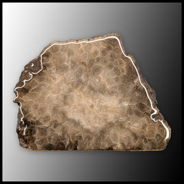 PSK102 Petoskey Stone Standup