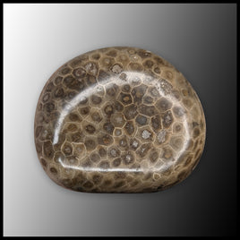 PSK104 Petoskey Stone Freeform