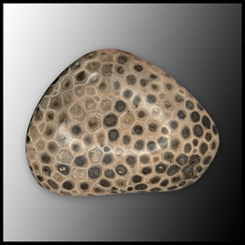 PSK105 Petoskey Stone Freeform