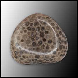 PSK107 Petoskey Stone Freeform
