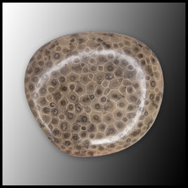 PSK108 Petoskey Stone Freeform