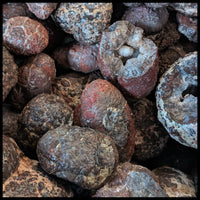 Blue Star Thundereggs, Rough Rock, per lb