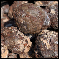 Fishhook Thundereggs, Rough Rock, per lb