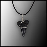 Shark Fossil Tooth Necklace