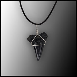 Shark Fossil Tooth Necklace