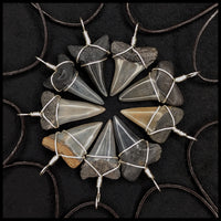 Shark Fossil Tooth Necklace