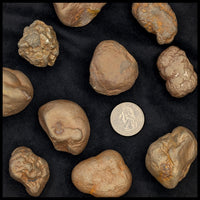 Marcasite Concretions (Wisconsin)