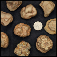 Marcasite Concretions (Wisconsin)