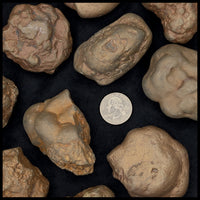 Marcasite Concretions (Wisconsin)