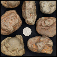 Marcasite Concretions (Wisconsin)