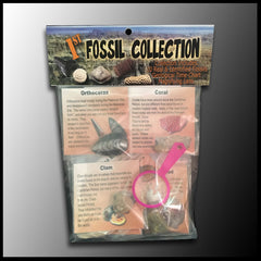 1st Fossil Collection