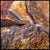 Red and Yellow Lace Agate, Australia, Rough Rock, per lb