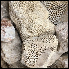 Agatized Coral, Indonesian