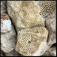 Agatized Coral, Indonesian