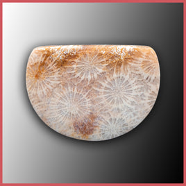 AGC385c Agatized Coral Cabochon