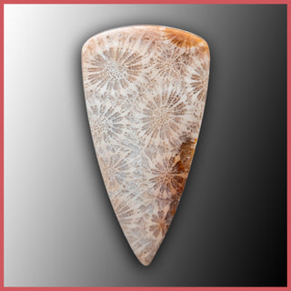 AGC387c Agatized Coral Cabochon