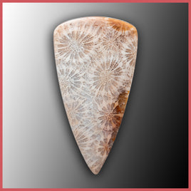 AGC387c Agatized Coral Cabochon