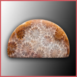 AGC389c Agatized Coral Cabochon