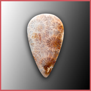 AGC390c Agatized Coral Cabochon