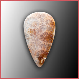 AGC390c Agatized Coral Cabochon