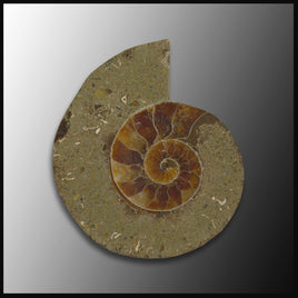 AMM117 Drilled Ammonite, Half