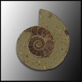 AMM118 Drilled Ammonite, Half