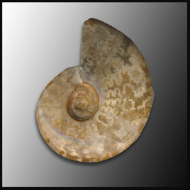 AMM119 Drilled Ammonite, Whole