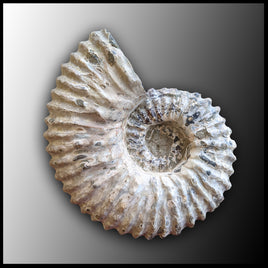AMM250 Tire Track Ammonite