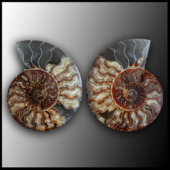 AMM260 Polished Ammonite Pair