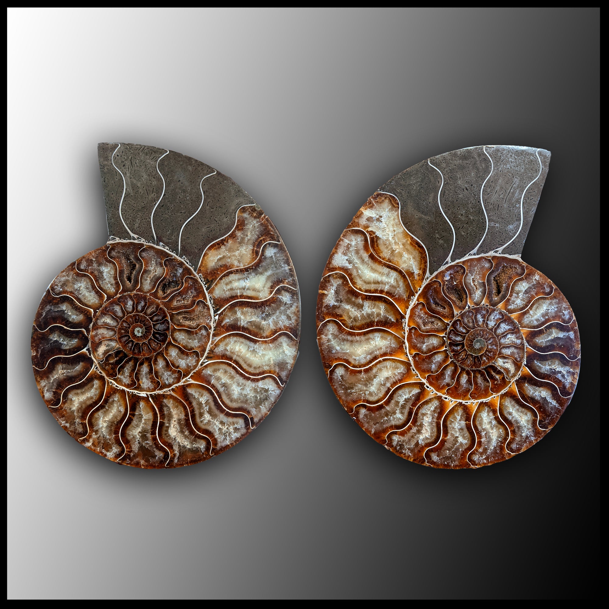 Buy ammonite 2025 fossil