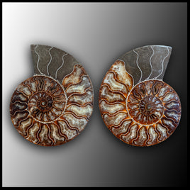 AMM263 Polished Ammonite Pair