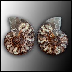 AMM264 Polished Ammonite Pair